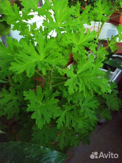 Пеларгония P. Graveolens L