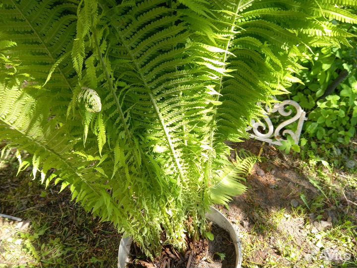 Папоротник страусник