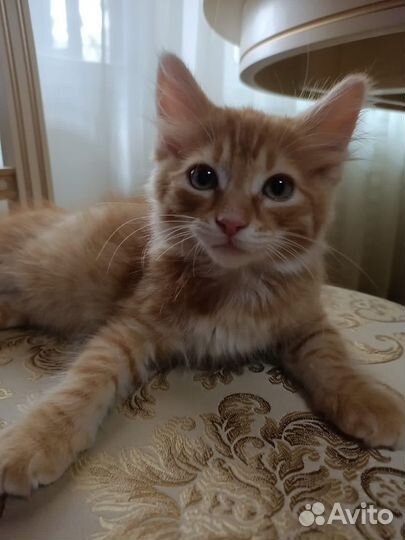 Котенок в добрые руки