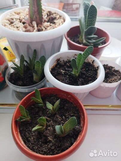 Комнатные цветы