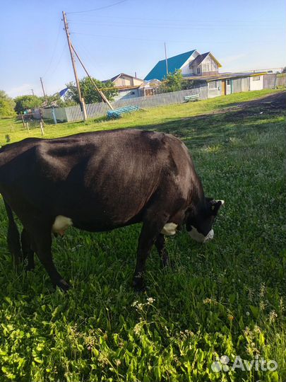 Корова стельная дойная