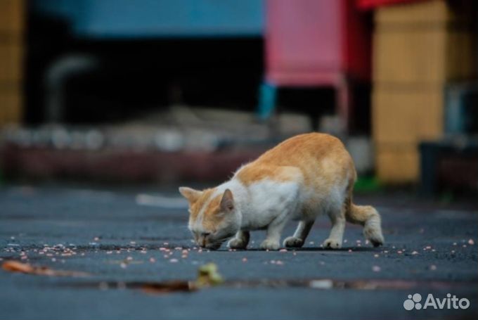 Пожертвуйте на корм для котов И собак