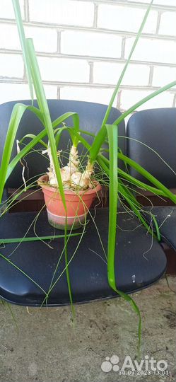 Индийский лук