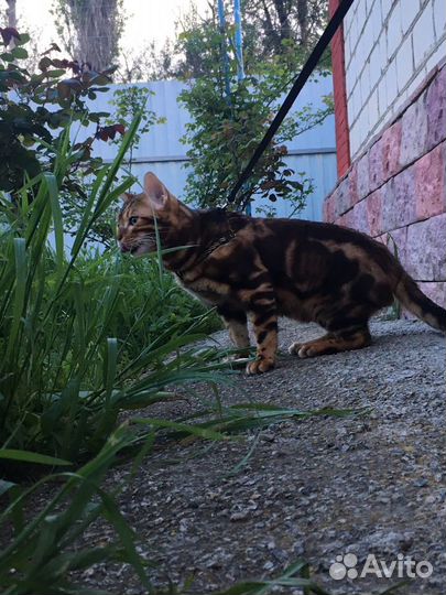 Бенгальский кот