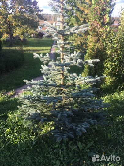 Ель голубая глаука саженцы