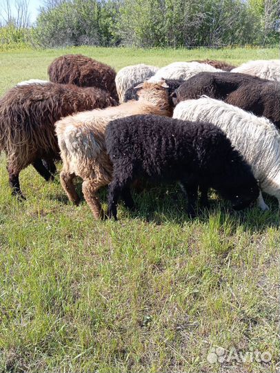Овцы бараны ягнята