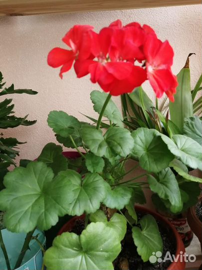 Продаю герань