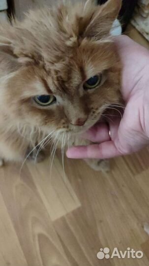 Рыжий кот 19;лет