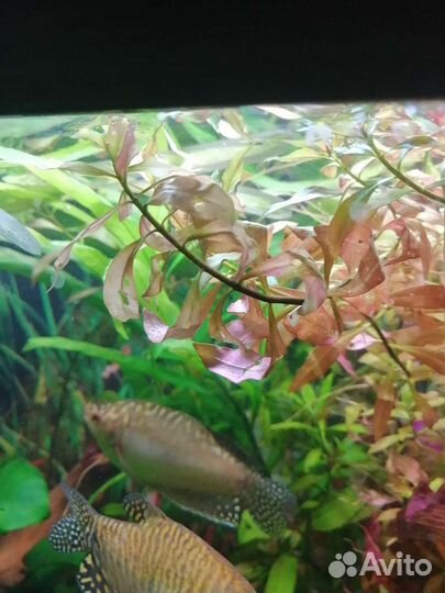 Аквариумные растения и улитки