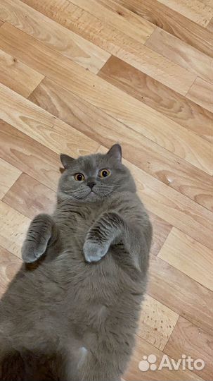 Отдам кота в добрые руки