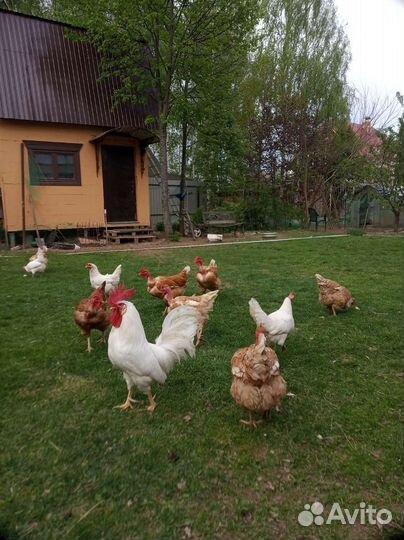 Инкубационное яйцо Леггорн