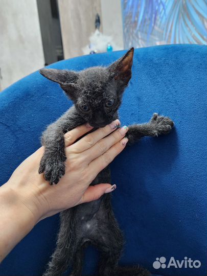 Донской сфинкс браш котята
