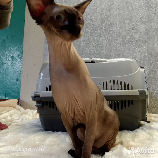 Канадский сфинкс