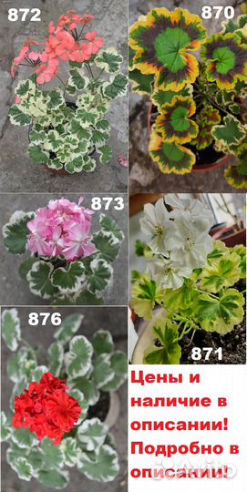 Пеларгонии пестролистные, ангелы, королевские