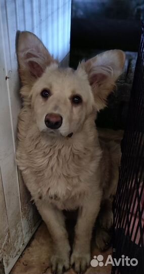 Щенок девочка бесплатно