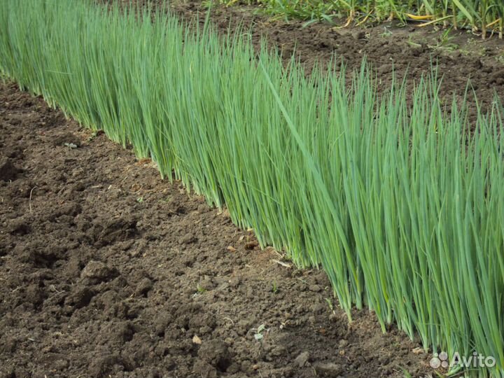 Семена лука батун Легионер (100гр семян)