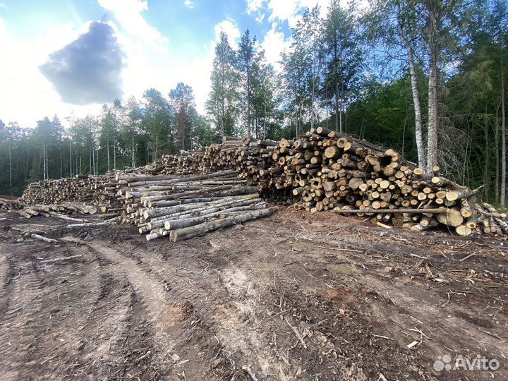 Вальщик, тракторист, сучкоруб и т.д