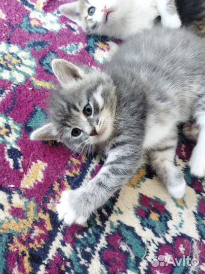Котята в добрые руки бесплатно