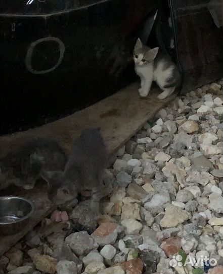 Котята в добрые руки