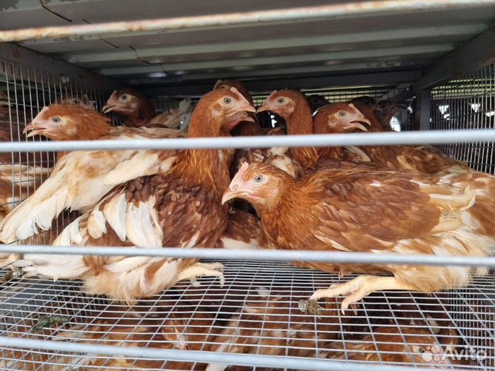 Куры Несушки