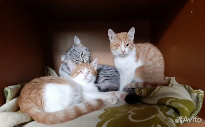 Котята девочки