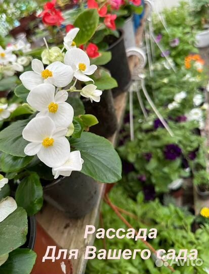 Рассада цветов