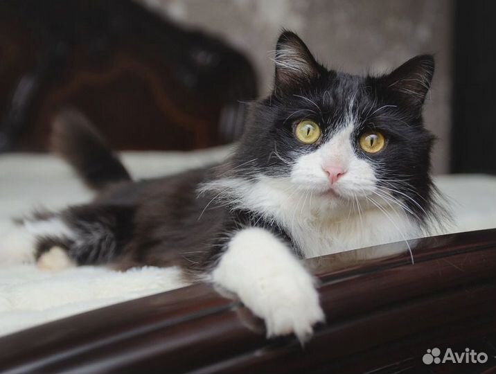 Котик Маркиз ждет