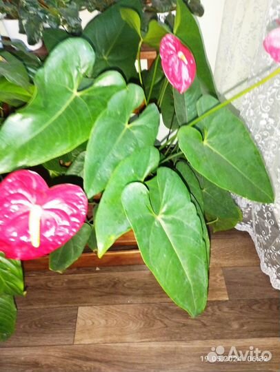 Комнатные цветы антуриум