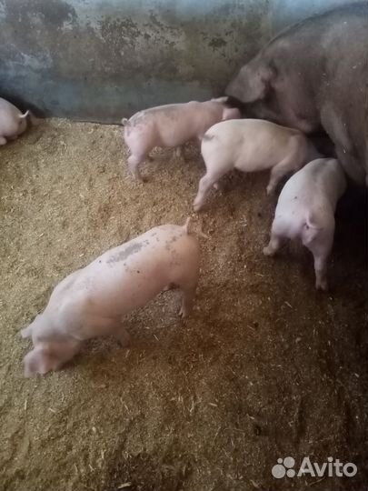 Поросята