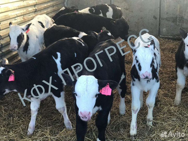Бычки телята