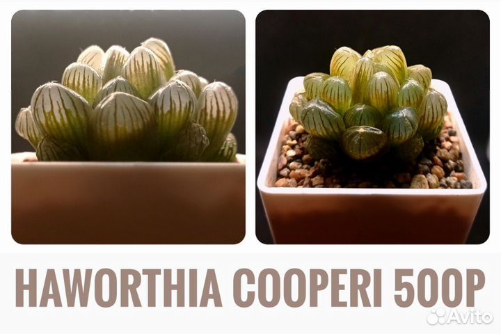 Суккуленты ll