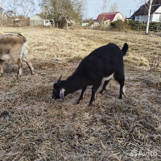 Дойные козы, козлики