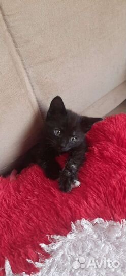 Пантерка мышелов