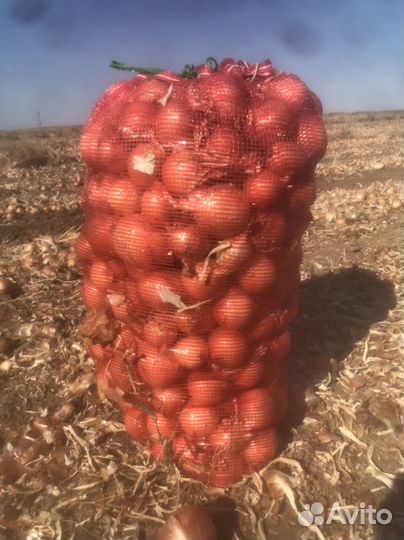 Лук репчатый манас