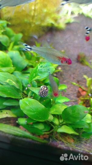 Теодоксусы