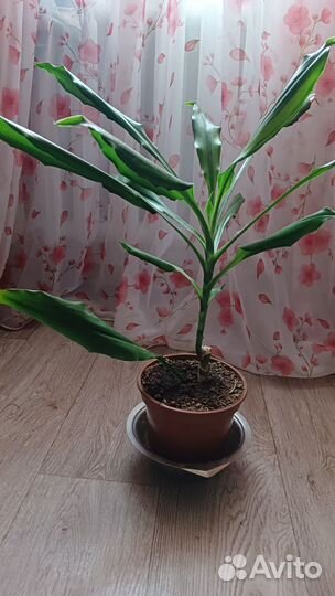 Юкка алоэлистная