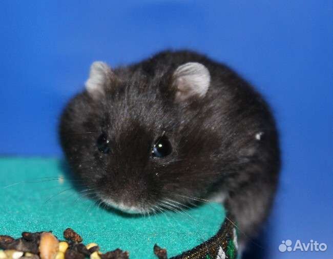 Джунгарские хомяки