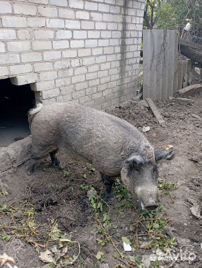 Венгерская мангалица