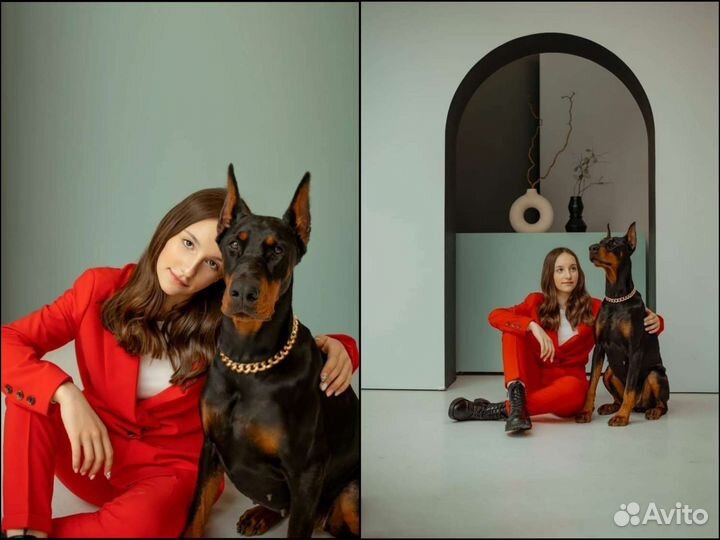 Аренда Добермана для съёмок и фотосессий