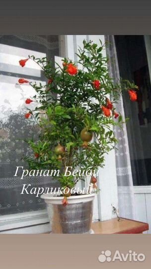Карликовый гранат (комнатный)