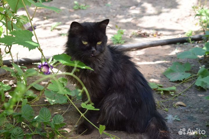 Кошечки в дар