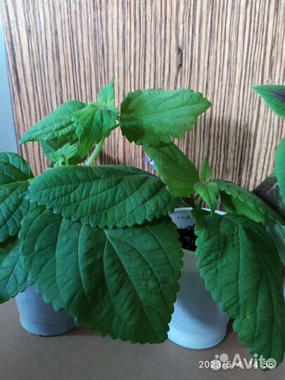 Колеус. Лимон