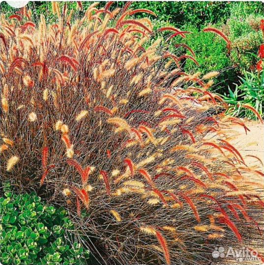 Семена декоративных трав и злаков