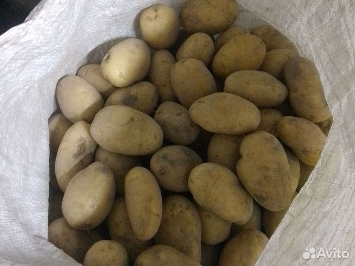Продам картофель