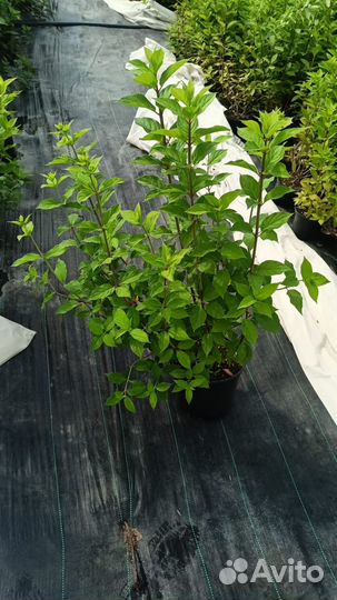 Гортензии в контейнерах