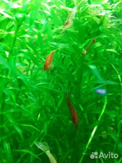 Креветки вишня, криптокарина и элодея