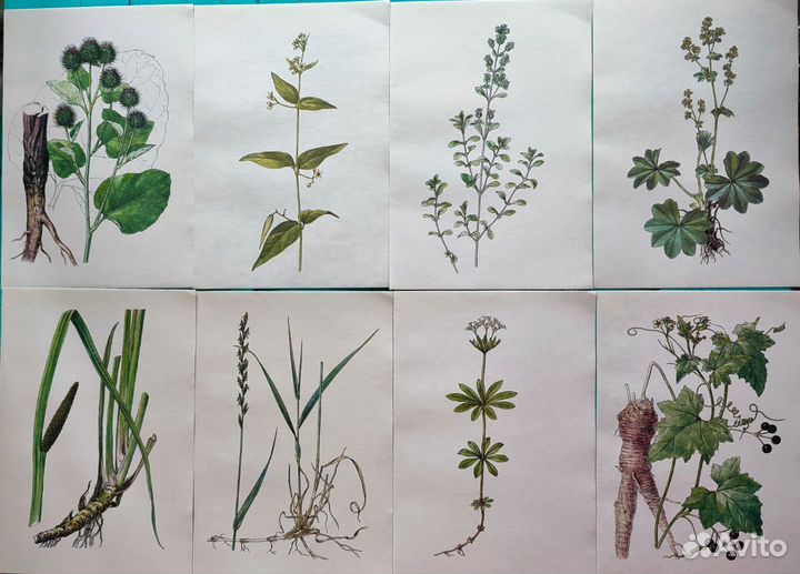 Ботаническиие иллюстрации атлас растений
