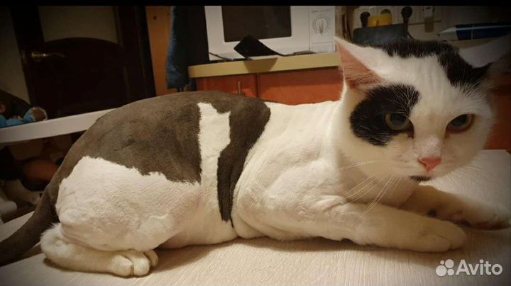 Груминг кошек