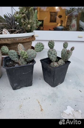 Кактусы уличные декоративные (Доставка бесплатная)
