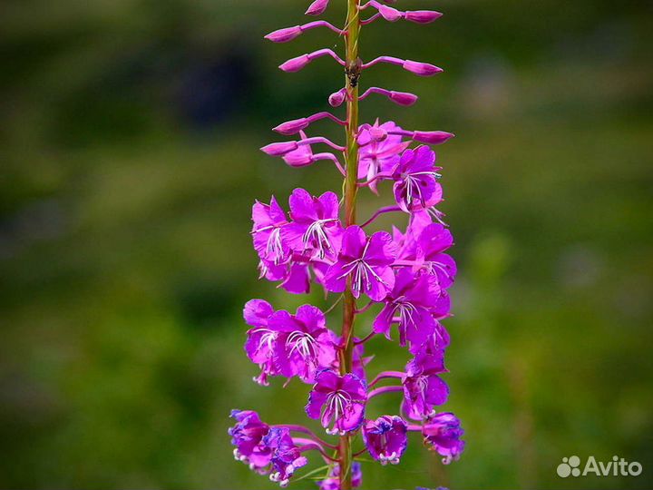 Иван чай 1 кг кипрей дикорос, отзывы